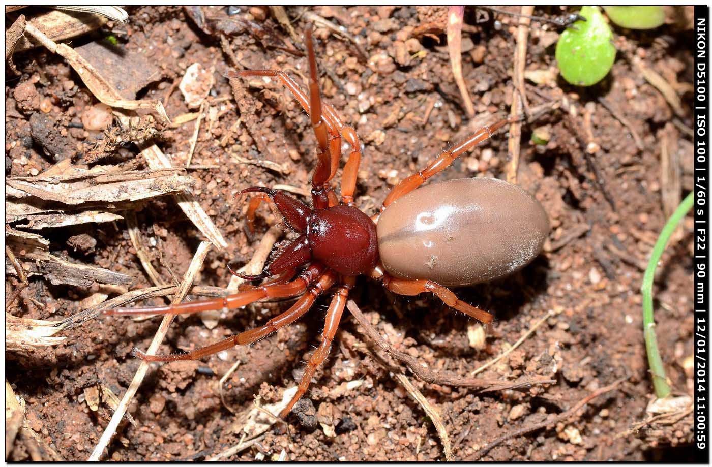 Dysdera sp., Dysderidae - Alghero (SS)